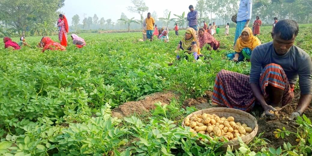 কৃষকের ৪ টাকার আলুর কেজি বাজারে কেন ২০?